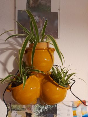 Blumentopf für drei Pflanzen
